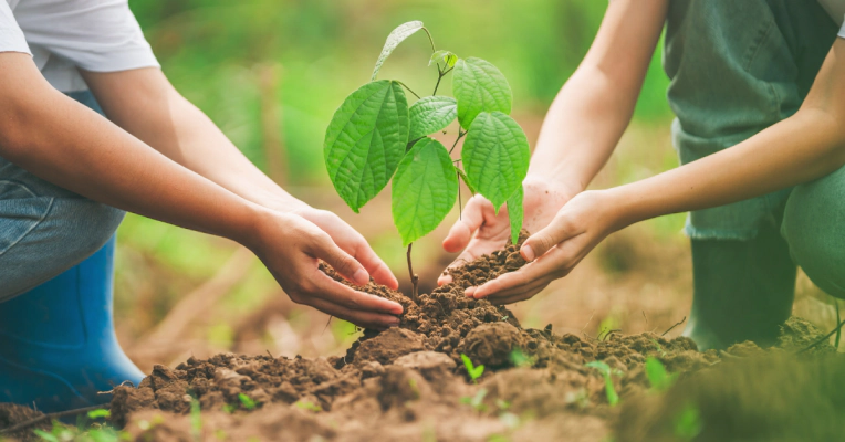 Tree Health Assessment Services